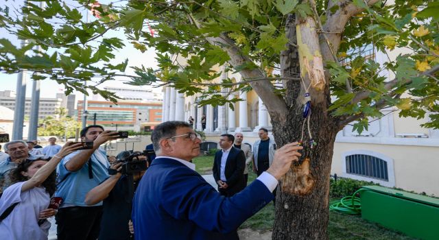 Devrilen çınar ağacı yerine yenisi dikildi