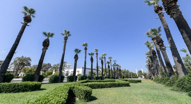 Palmiye ağaçlarına yapay zeka desteği ile koruma