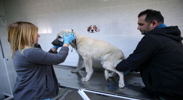 1 yılda 40 bin can dosta şefkat eli uzandı