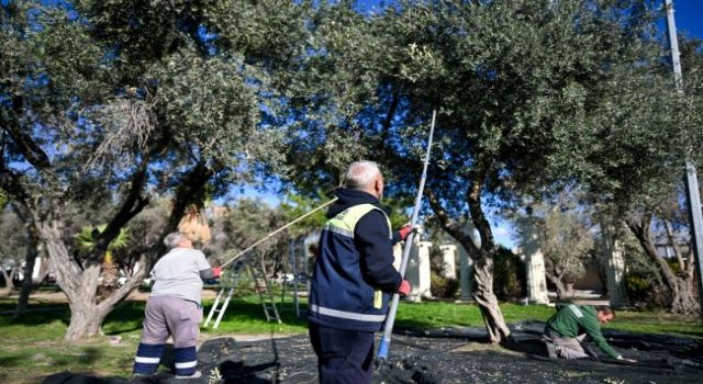 Bornova’da 1500 zeytin ağacında hasada başlandı