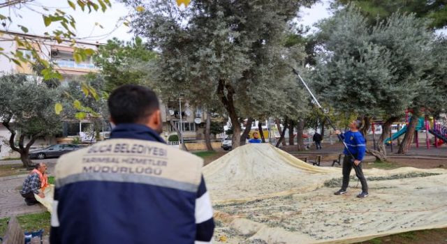 Buca’da dayanışma için hasat zamanı