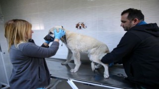 1 yılda 40 bin can dosta şefkat eli uzandı