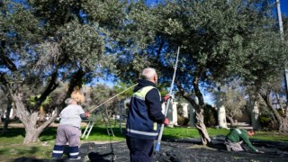 Bornova’da 1500 zeytin ağacında hasada başlandı