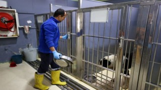 Buca’nın can dostlarına “beş yıldızlı” bakım