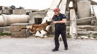 Barınaktan kurtulan Momo enkaz için eğitiliyor